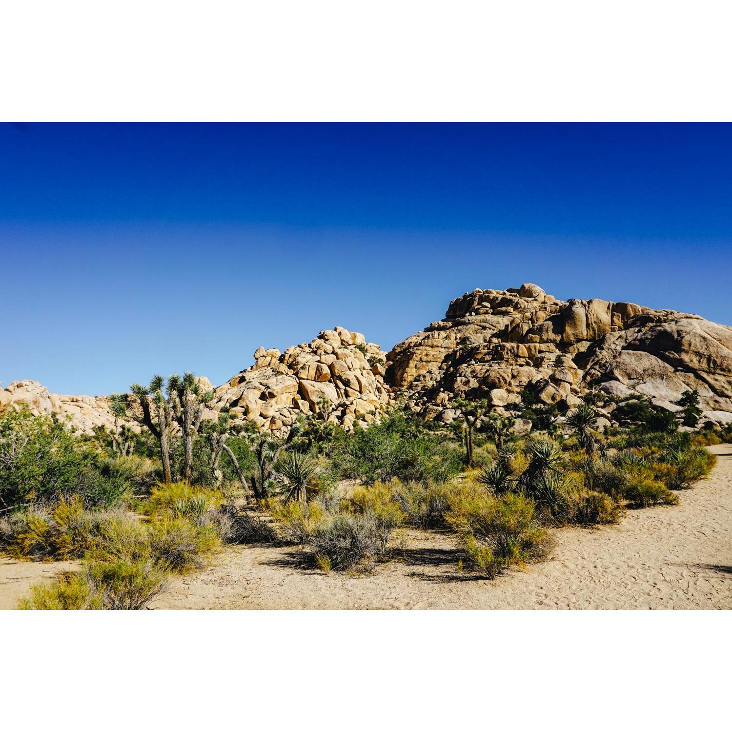 Hello Joshua Tree!