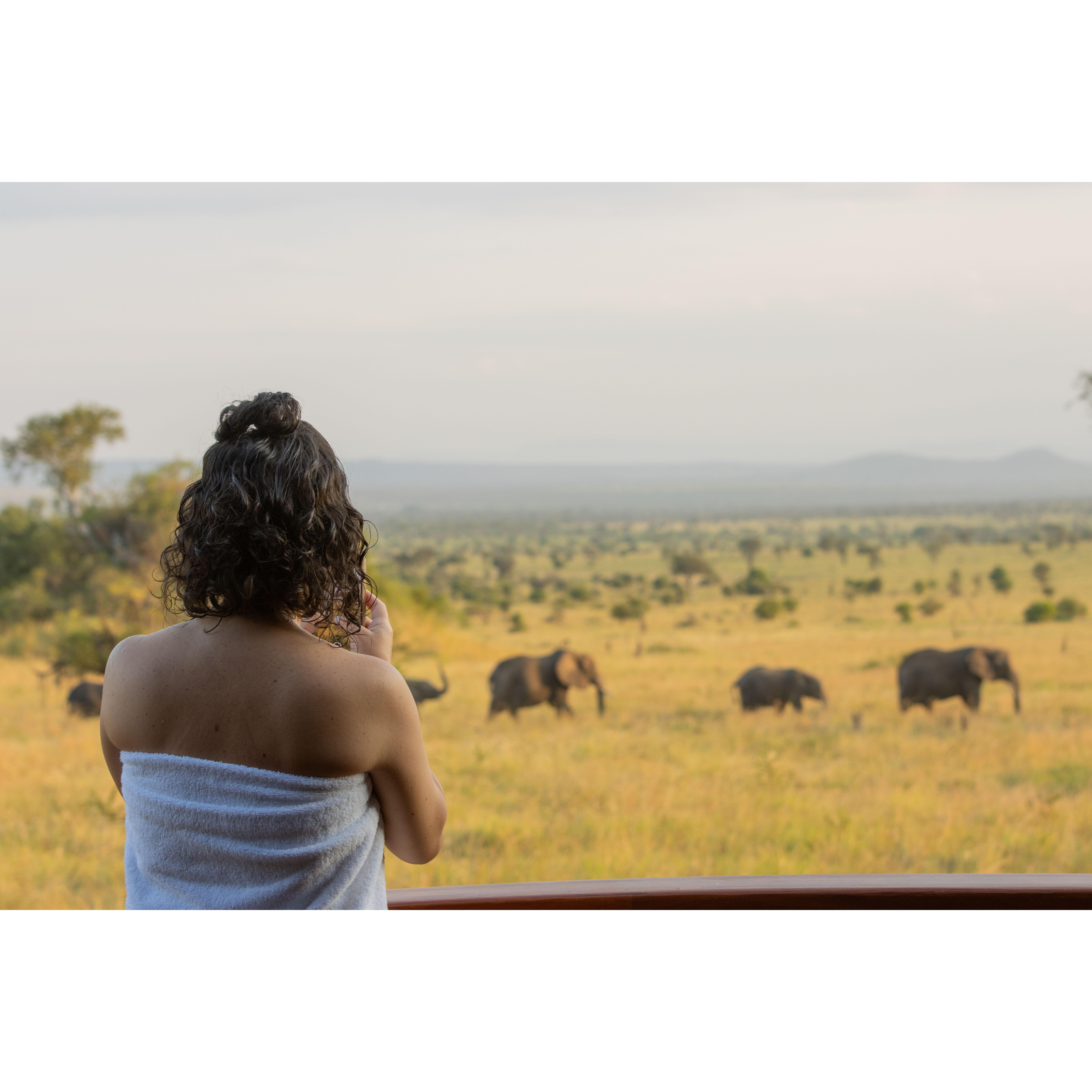 Elephant crossing, Serengeti, Tanzania