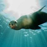 Sea Lion Caves