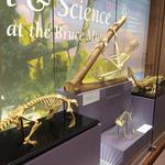 Bruce Museum