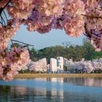 See the Cherry Blossoms at the Tidal Basin