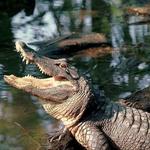 Cajun Pride Swamp Tours