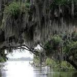 Gators and Ghosts: A New Orleans Tour Company