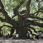 Angel Oak Tree