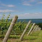 Cayuga Lake Wine Trail