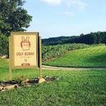 Ugly Bunny Winery