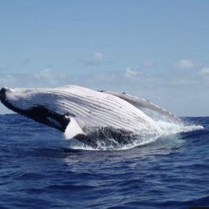 Moorea Whale Watching