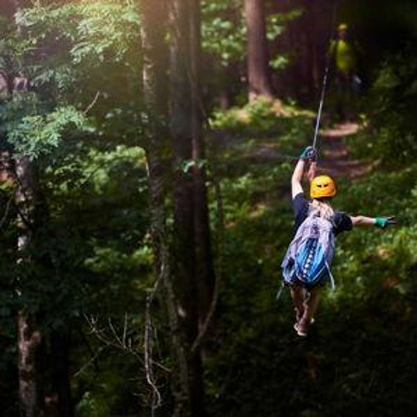 Treetop Zipline Adventure