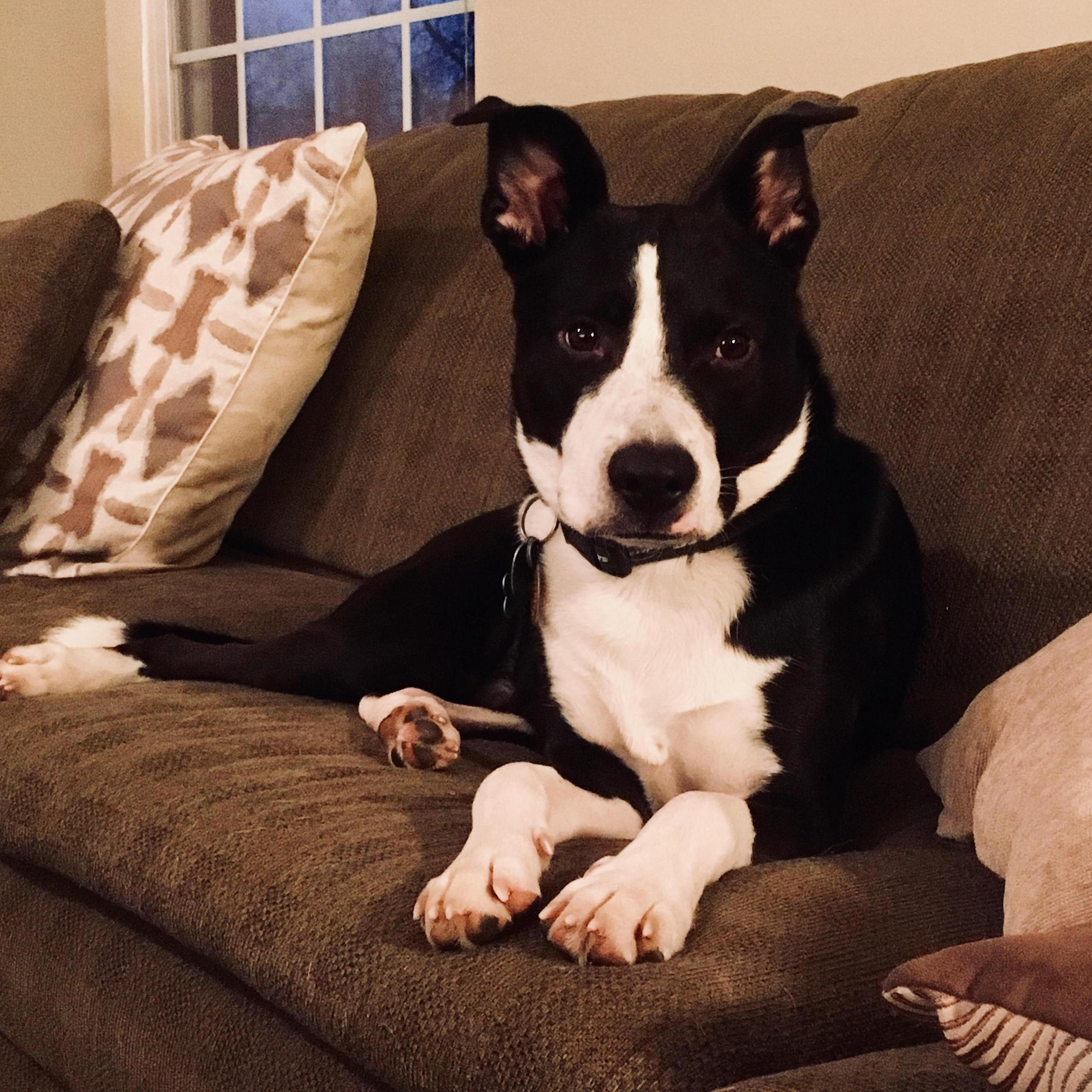 Our big baby Atlas