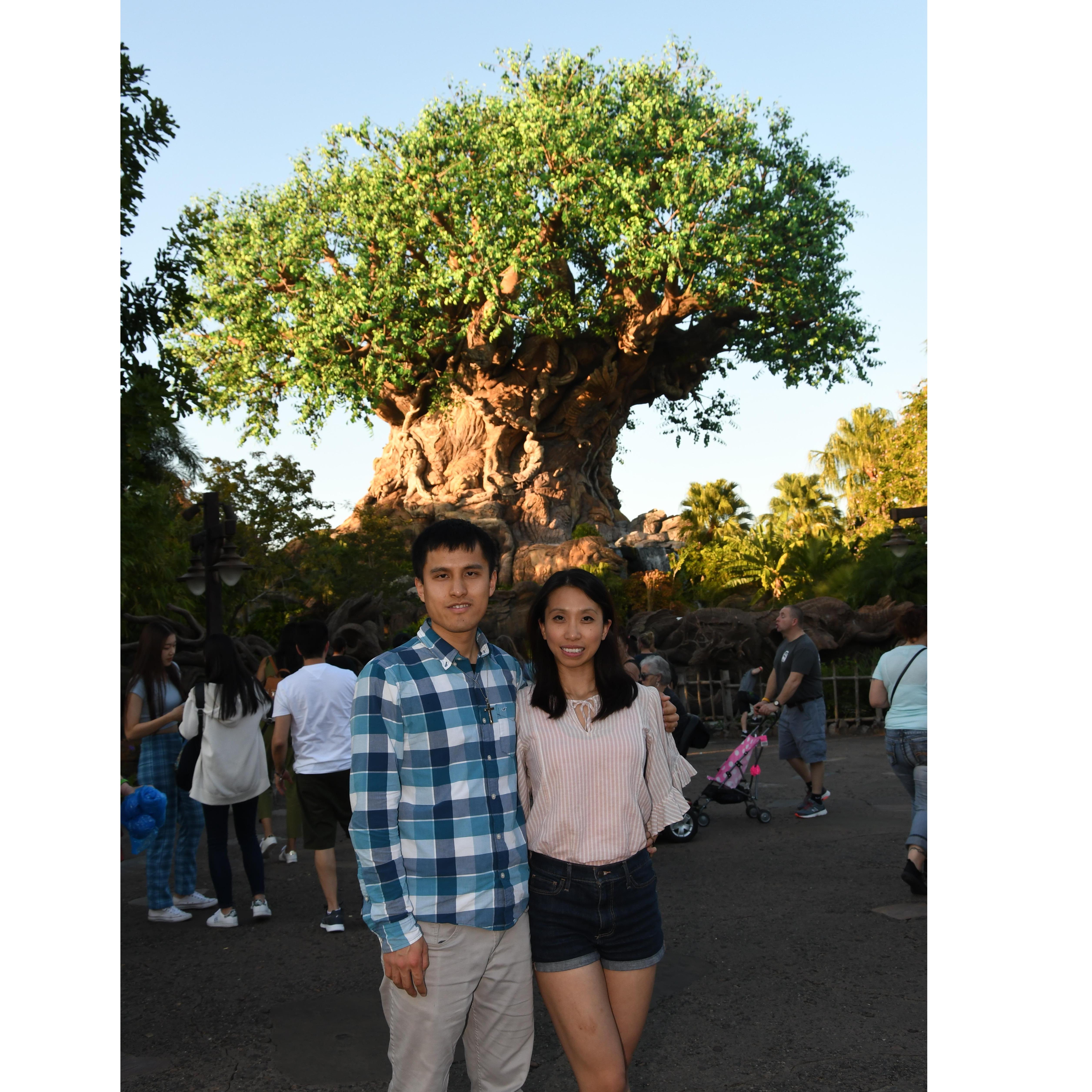 Animal Kingdom @ Disney World