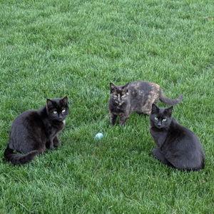 Foster Cat Fund