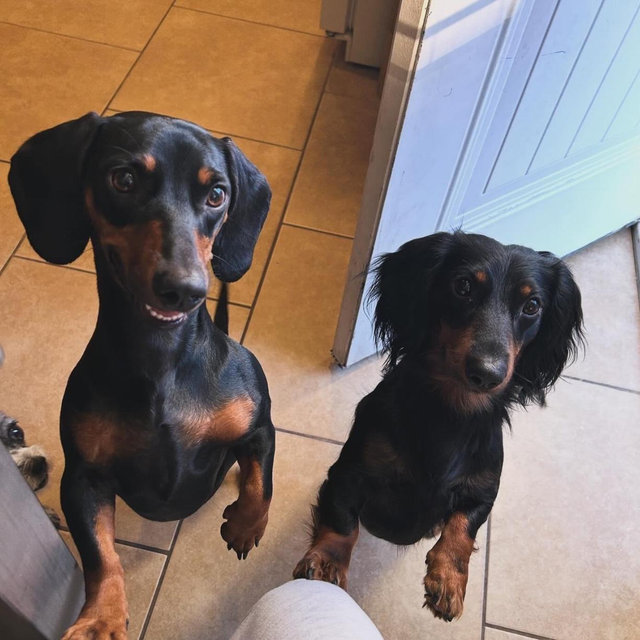 Help us with Valentina y Chorizo!