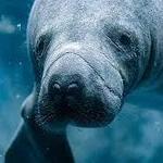 Manatee Sightseeing Eco-Tourism Adventure