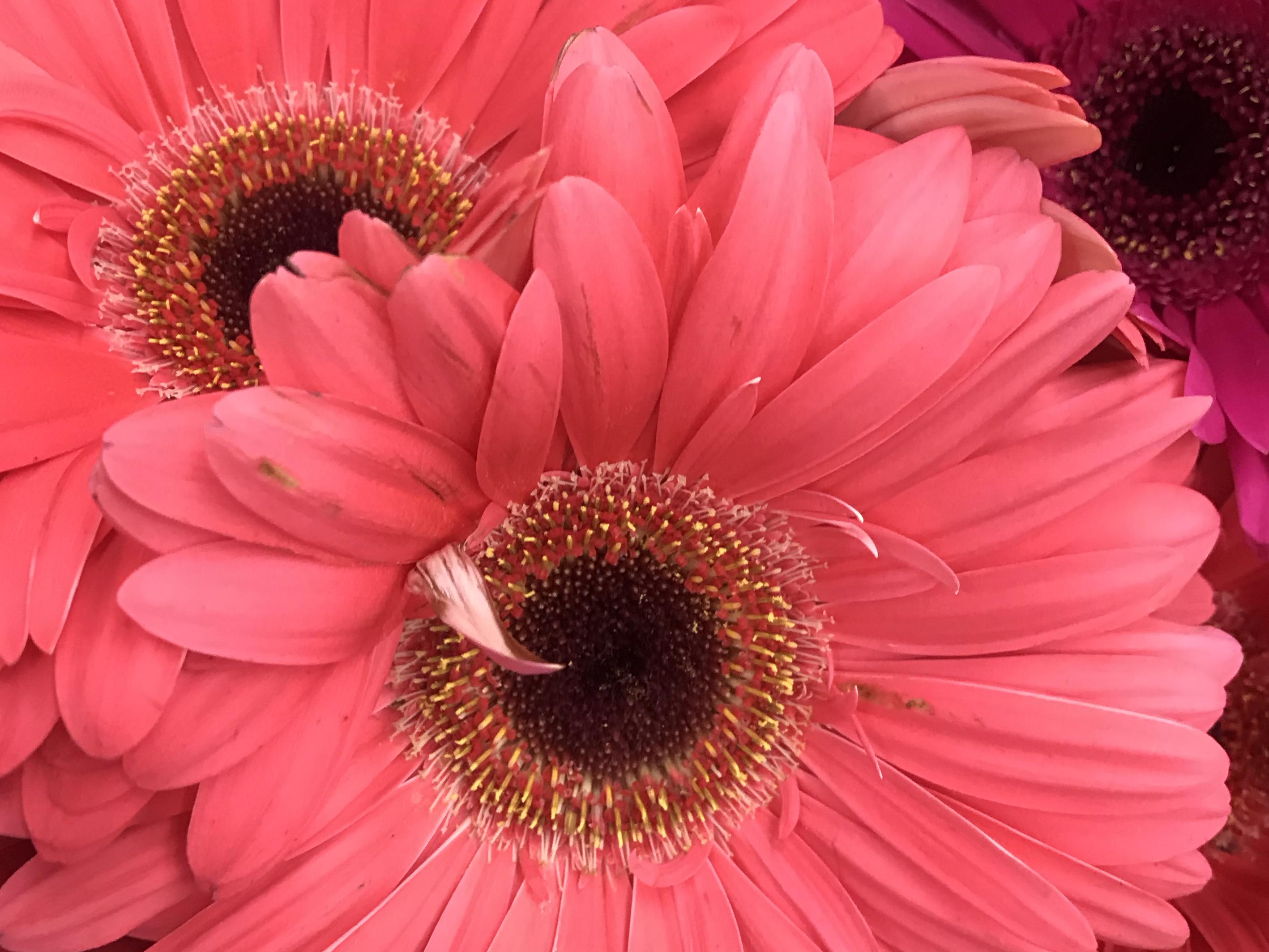 The Wedding Website of Stephanie Harris and Alexander Greer