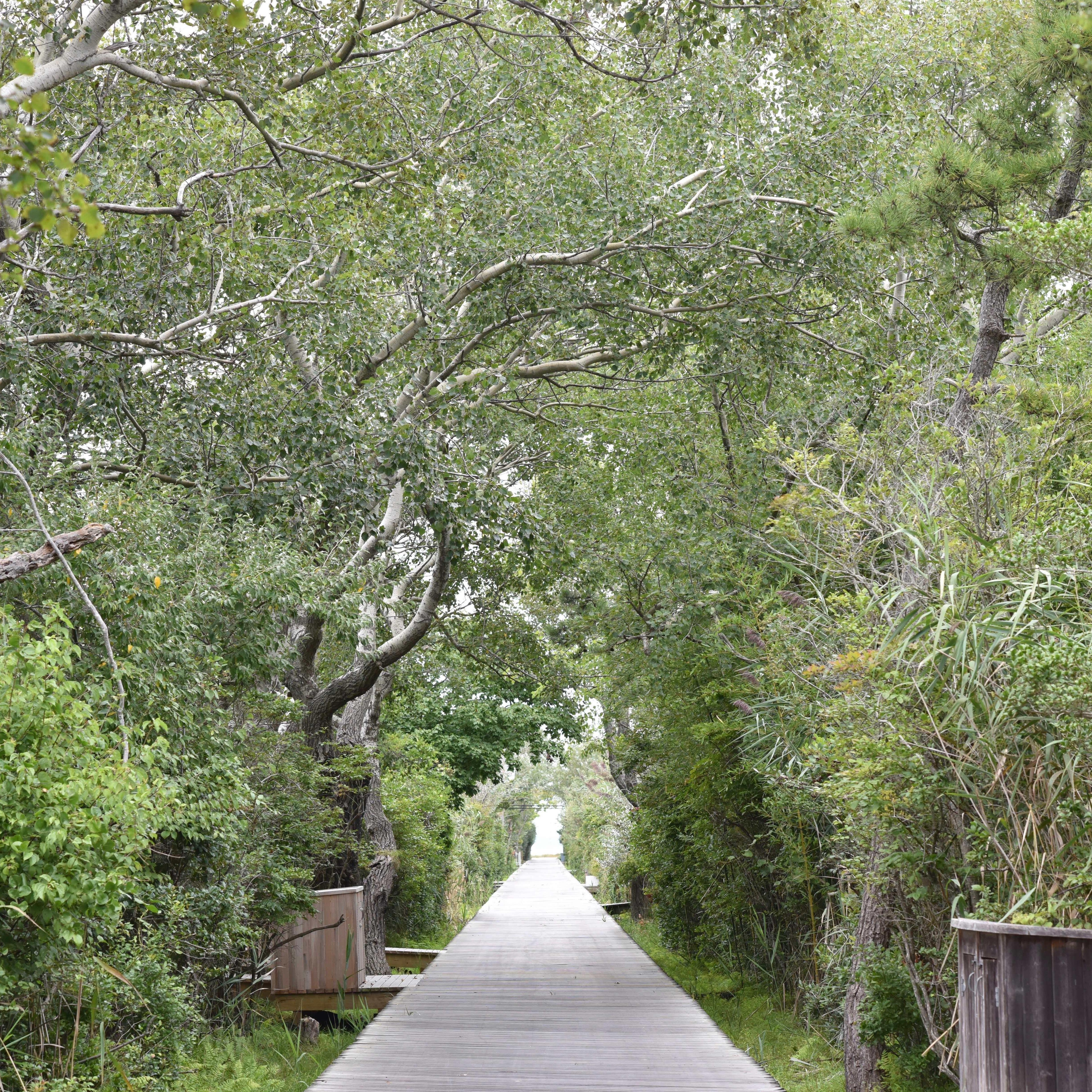 Fire Island

September 2018
