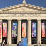 Shedd Aquarium