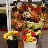 Sunday Marin Farmers' Market