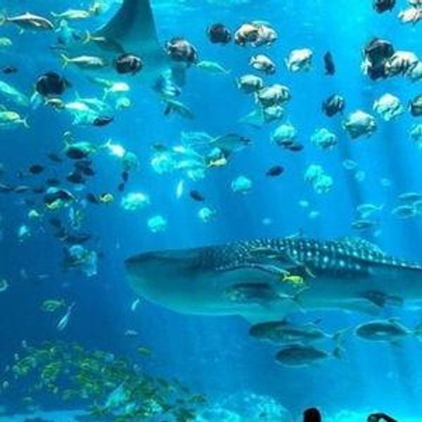 Tickets to Monterey Bay Aquarium
