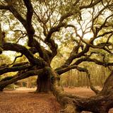 Angel Oak