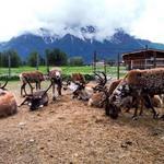 Reindeer Farm