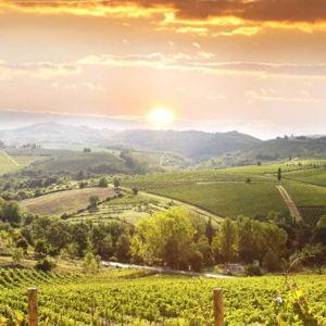 Wine Tour at the Montalcino Vinyard