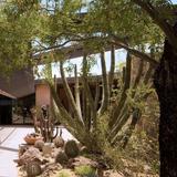 Arizona-Sonora Desert Museum