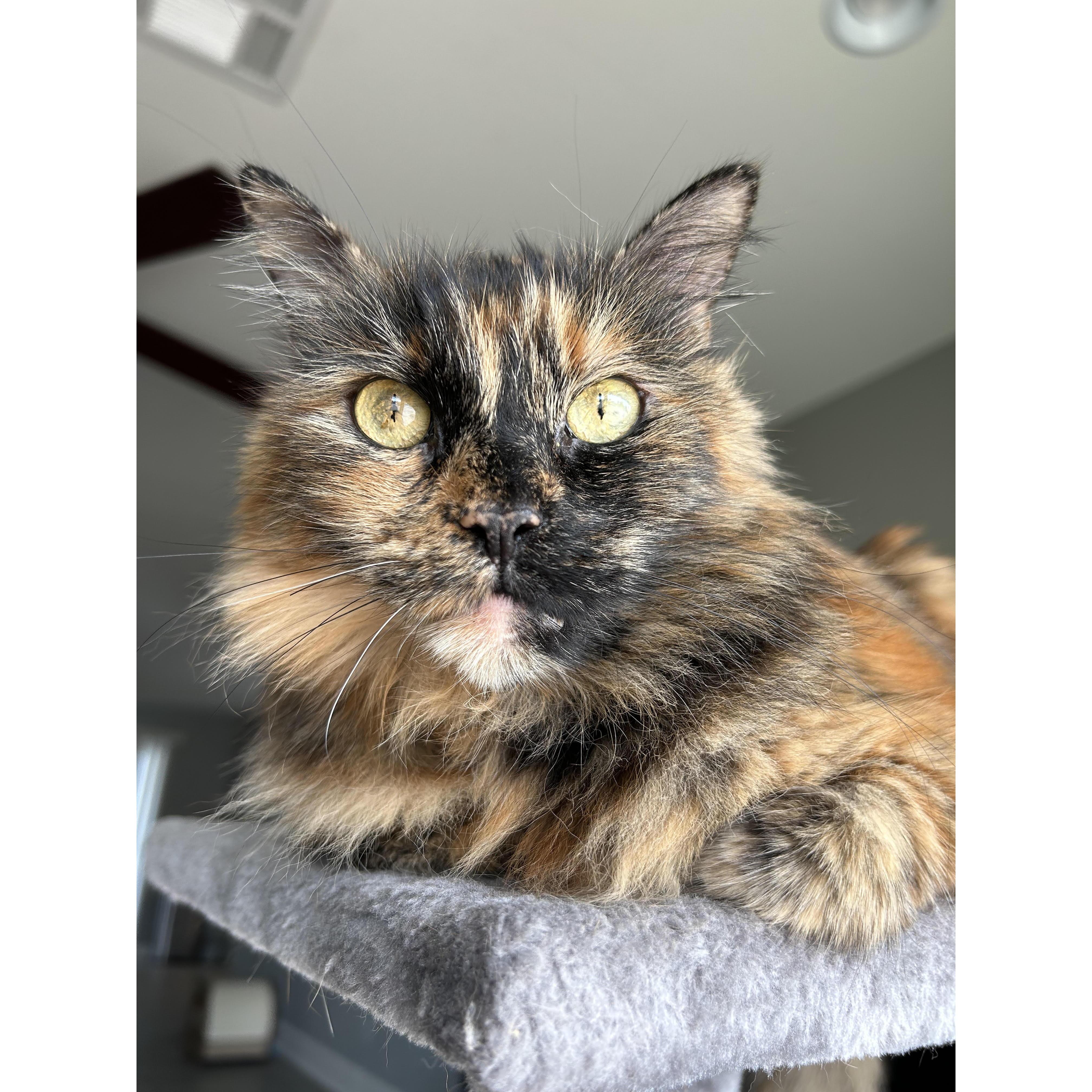 Our kitty Clover