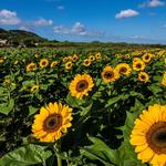 Finca El Girasol/Local Sunflower Farm (15 min drive from the hotel!)