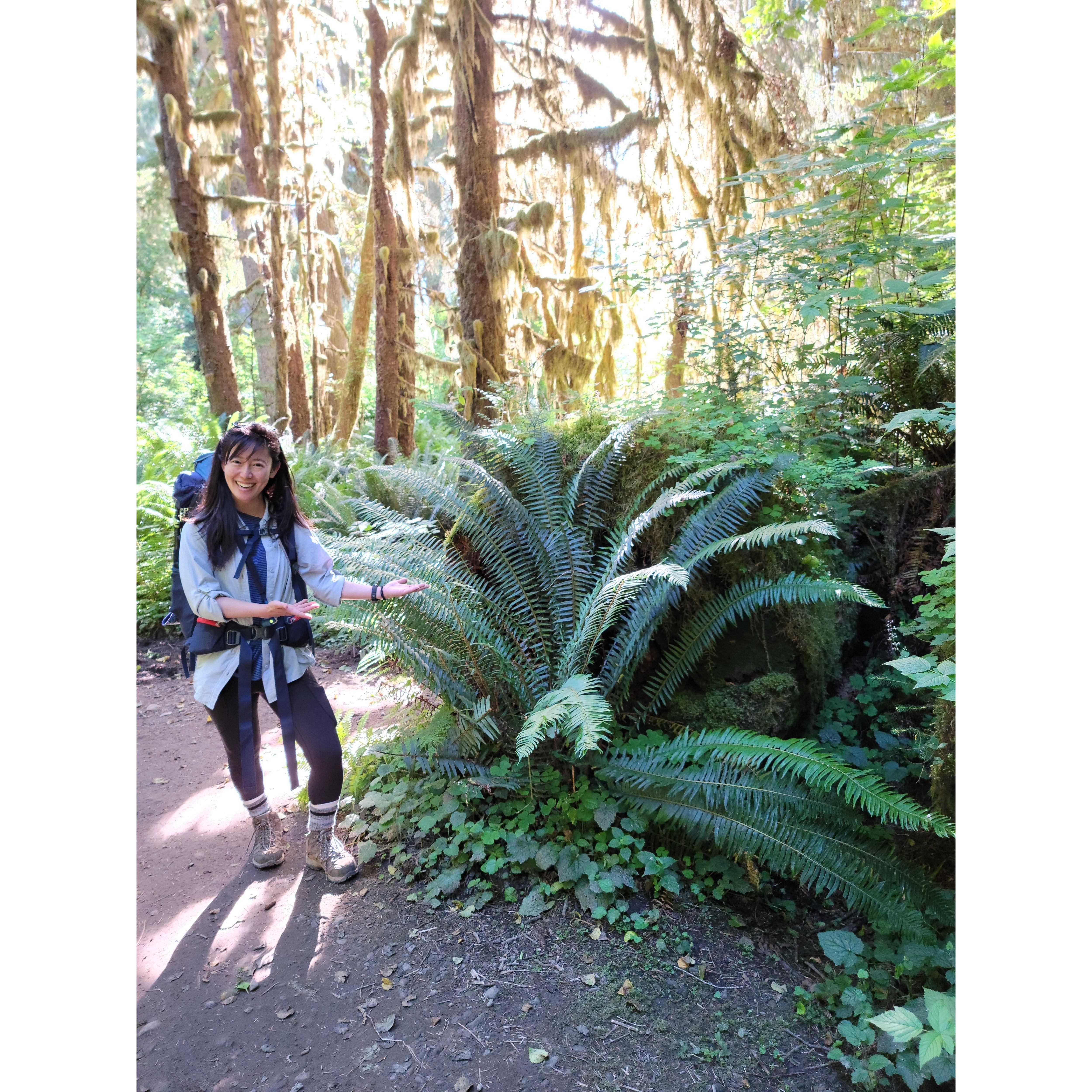 Tyler's favorite plant gets so huge in the Hoh rainforest!