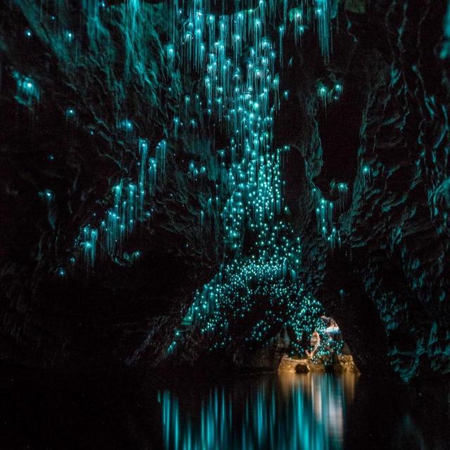 Glow worm caves