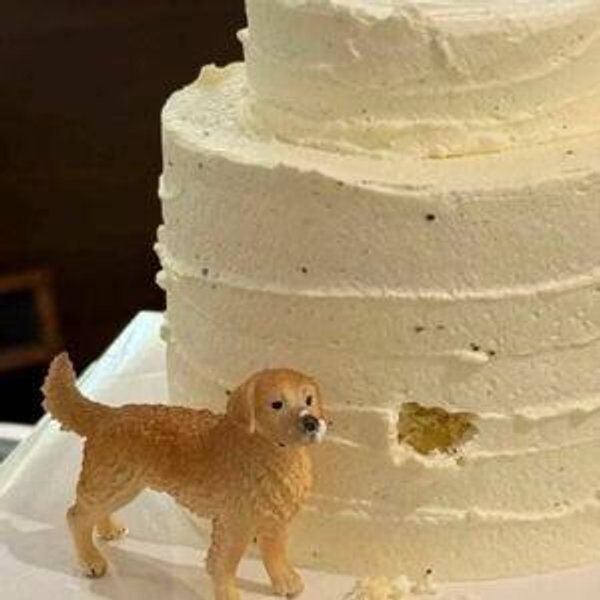 Our newlywed fund (venmo)