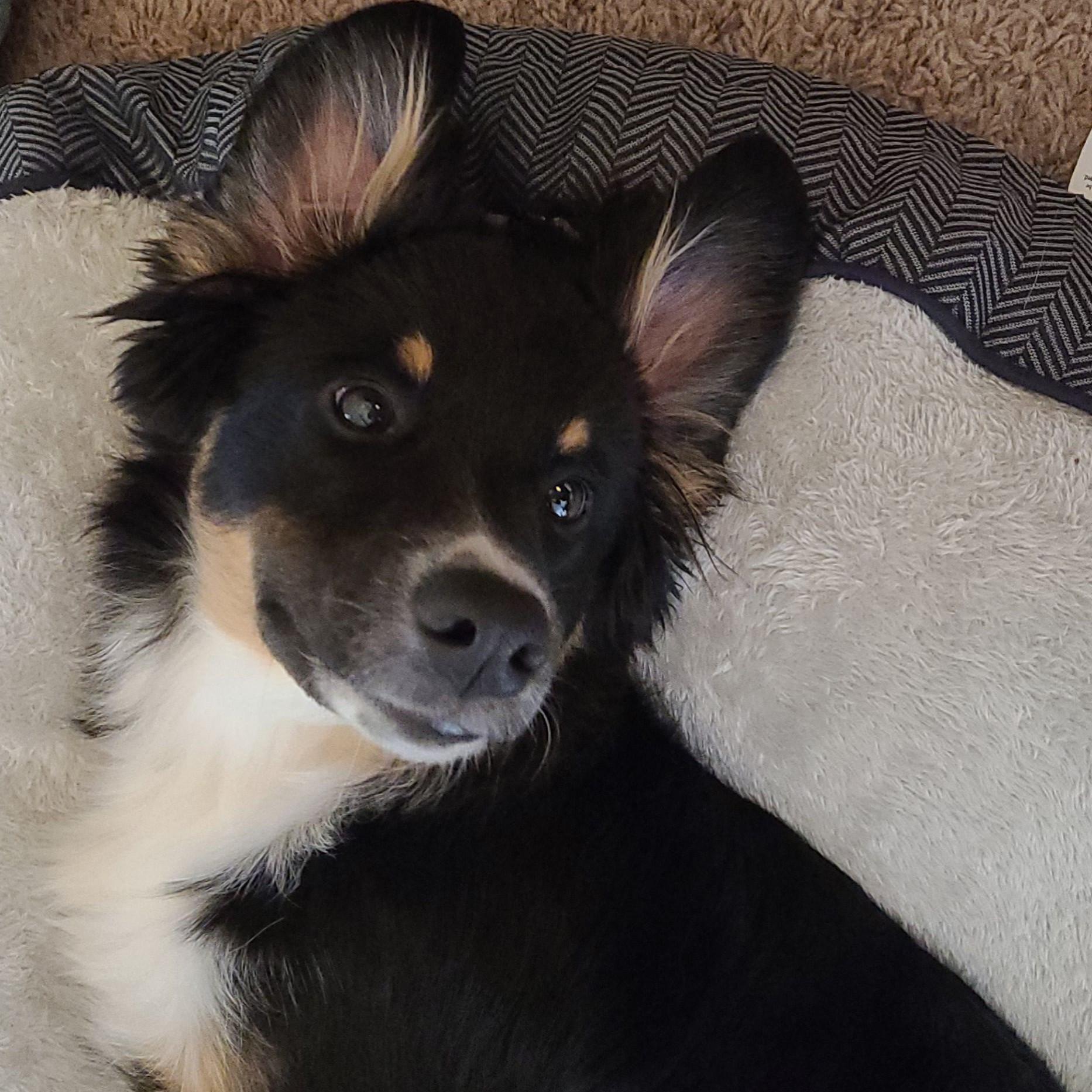 Archer (Our Third and Final Dog)