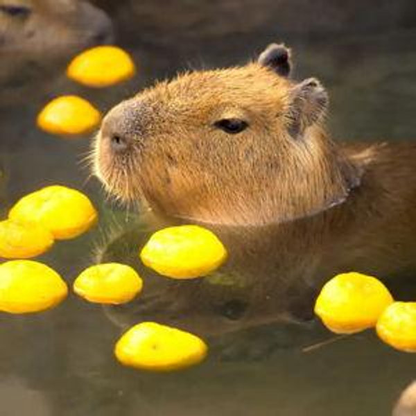 Capybara Hot Springs