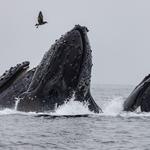 Discovery Whale Watch