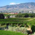 NK'MIP Cellars