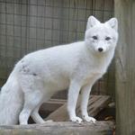 Utica Zoo