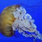 Oregon Coast Aquarium