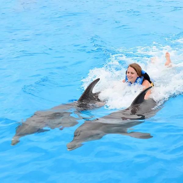 Honeymoon ✨ Swim with Dolphins