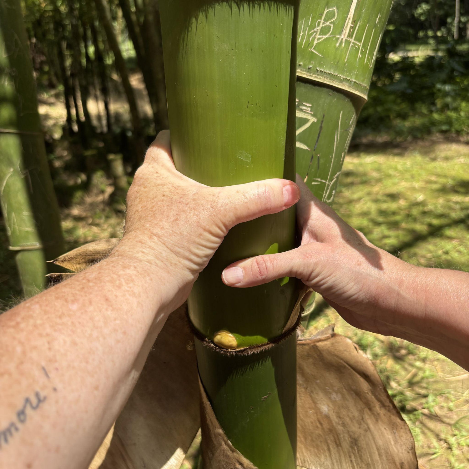 Huge Bamboo in Uruguay!