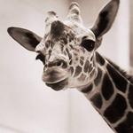 Toledo Zoo