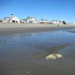 Jenness Beach