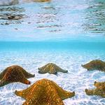 El Cielo Cozumel
