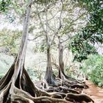McBryde & Allerton Gardens, National Tropical Botanical Garden