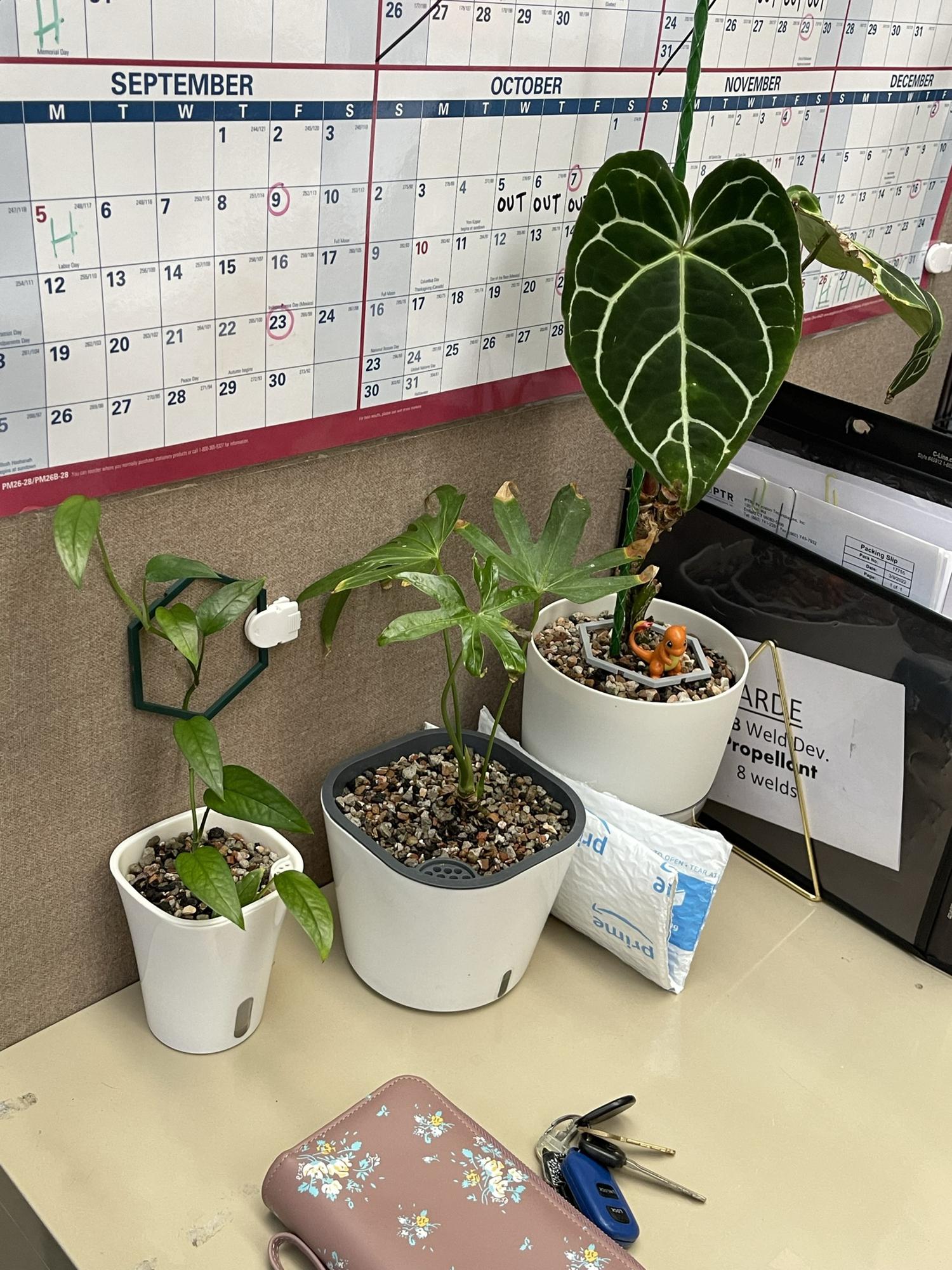 Just some plants I imported from Thailand hanging out in my cubicIe