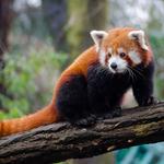 National Zoo