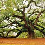 Angel Oak Tree