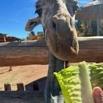 Cheyenne Mountain Zoo