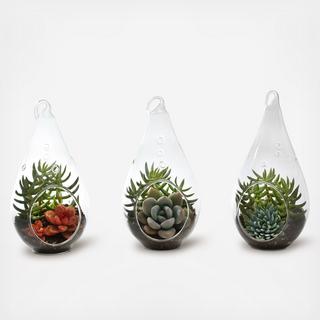 3-Piece Teardrop Succulent Terrarium Set