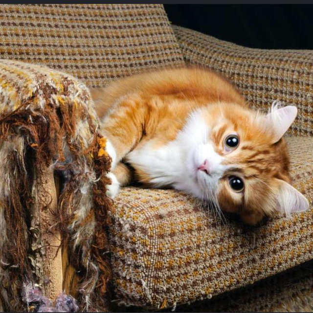 Couch Fund