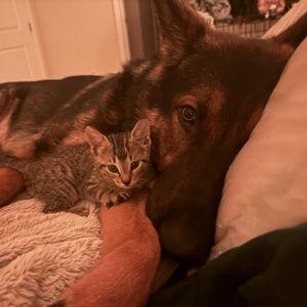 Pet Sitter for Our HoneyMoon